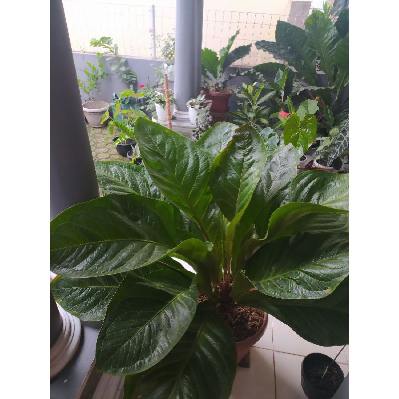 ANTURIUM JEMANI COBRA