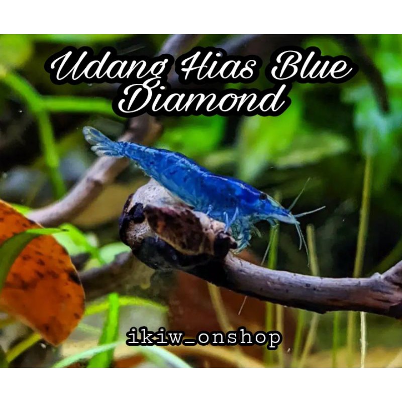 

udang hias blue diamond