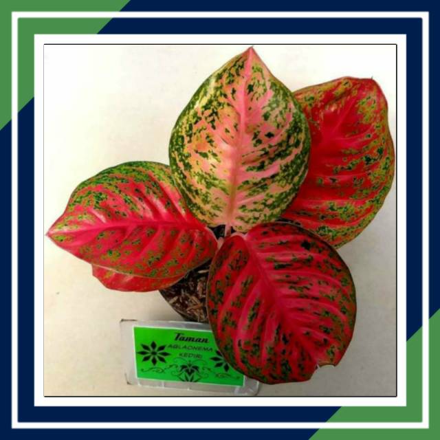 [BISA COD] WULANDARI (Tanaman Hias Aglaonema/Aglonema)