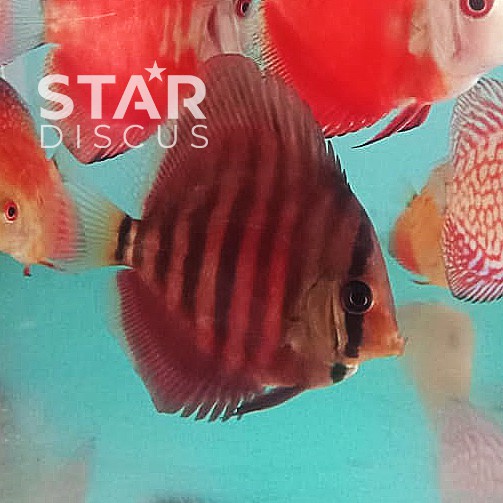 Discus San Merah 2,5 inch (-)