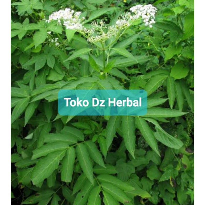 

Paket 400 gram daun sangitan segar atau sambucus javanica-az