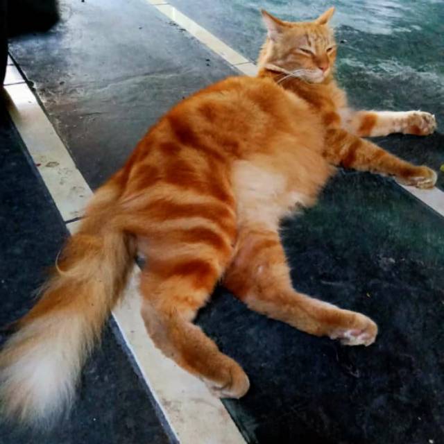 yustinacahyaningdwip