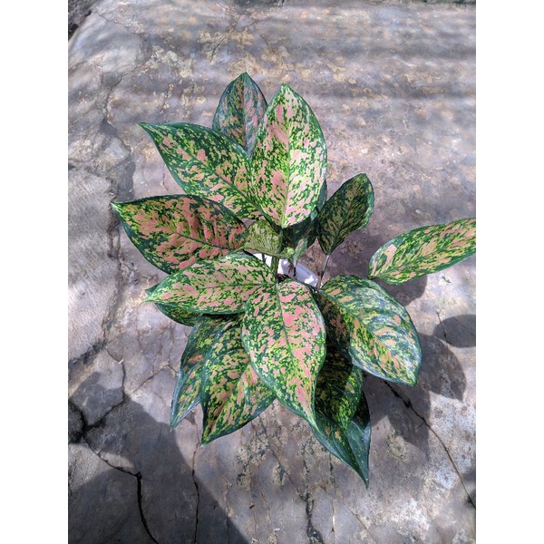 aglonema Ruby orange