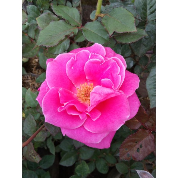 tanaman bunga mawar hidup warna pink
