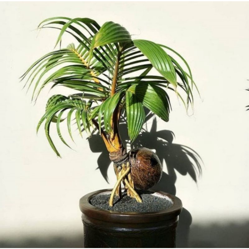 Tanaman hias bonsai kelapa kuning / pohon bonsai kelapa kuning / bibit pohon bonsai kelapa / tanaman hidup