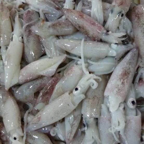 

Nikmati Cumi Tinta Fresh 1Kg Bagus