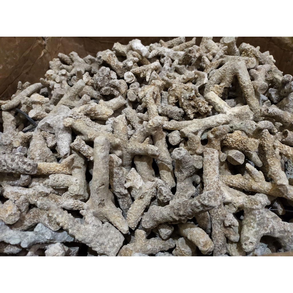 KARANG JAHE 1KG 1 KG / BATU KARANG JAHE 1KG 1 KG / karang jahe