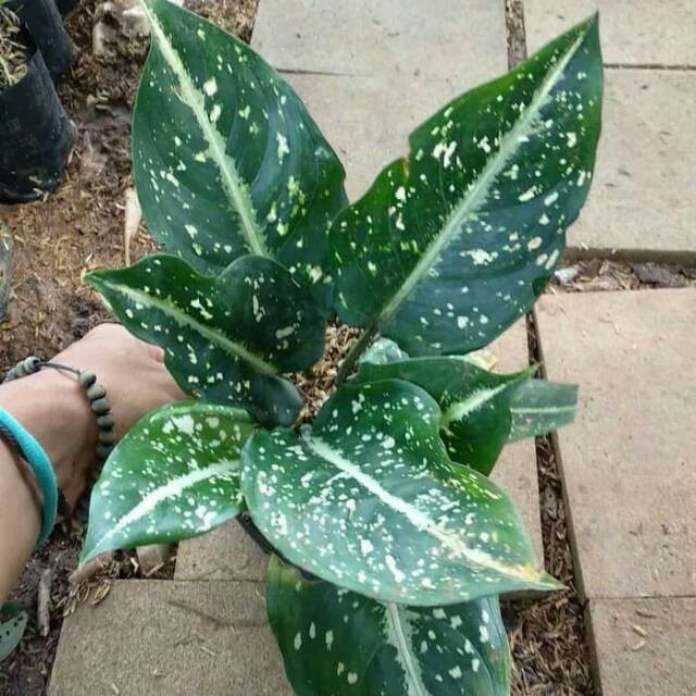 SERIKIT ( Tanaman hias Aglonema Aglaonema )