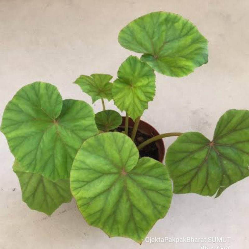 Begonia Sericoneura Tanaman Unik Populer Indoor Outdoor
