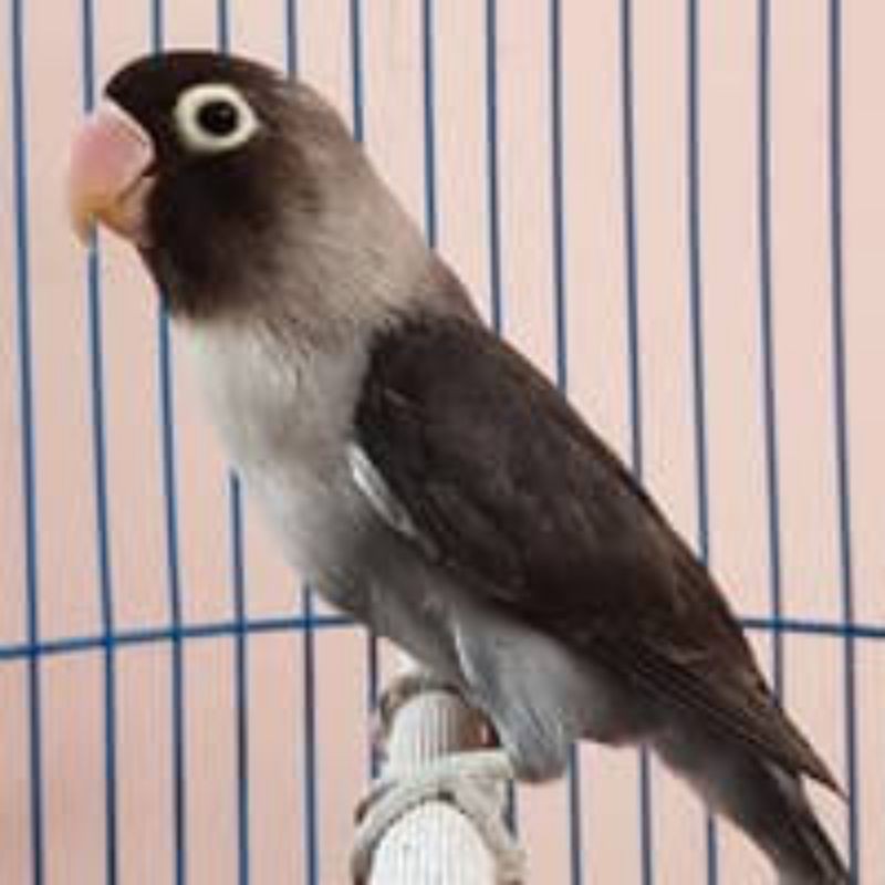 Burung love bird batman prospek