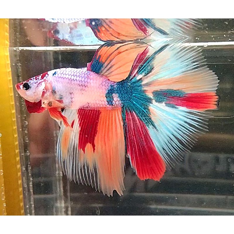 Baby Bahanan HM Halfmoon Multi Colour