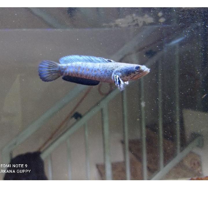 Terbaik channa pulchra/ chana blue pulchra 4-5cm