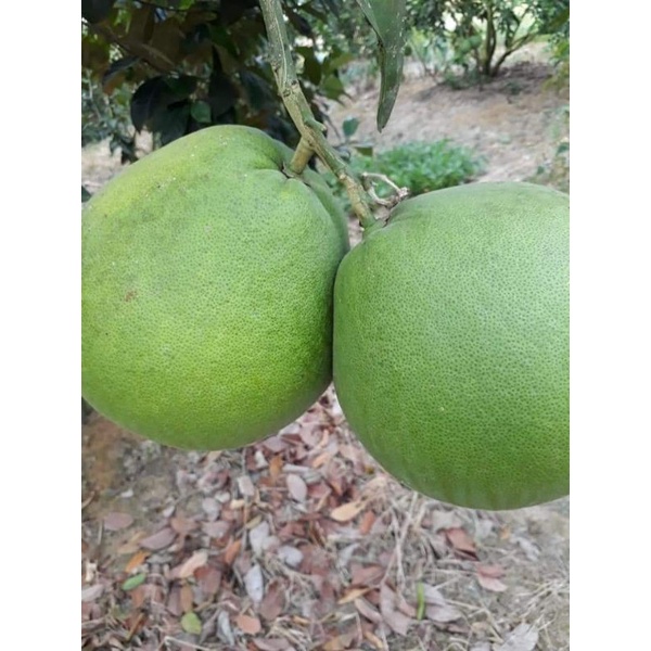 

Jeruk bali mali jiu manis asli kalbar fresh