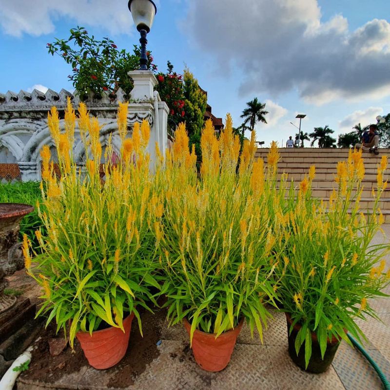 TANAMAN HIAS JENGGER AYAM BUNGA KUNING / CELOSIA ARGENTEA VAR