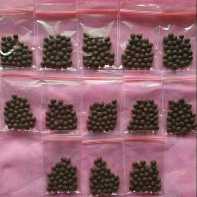 

Jamu dayak kalimantan