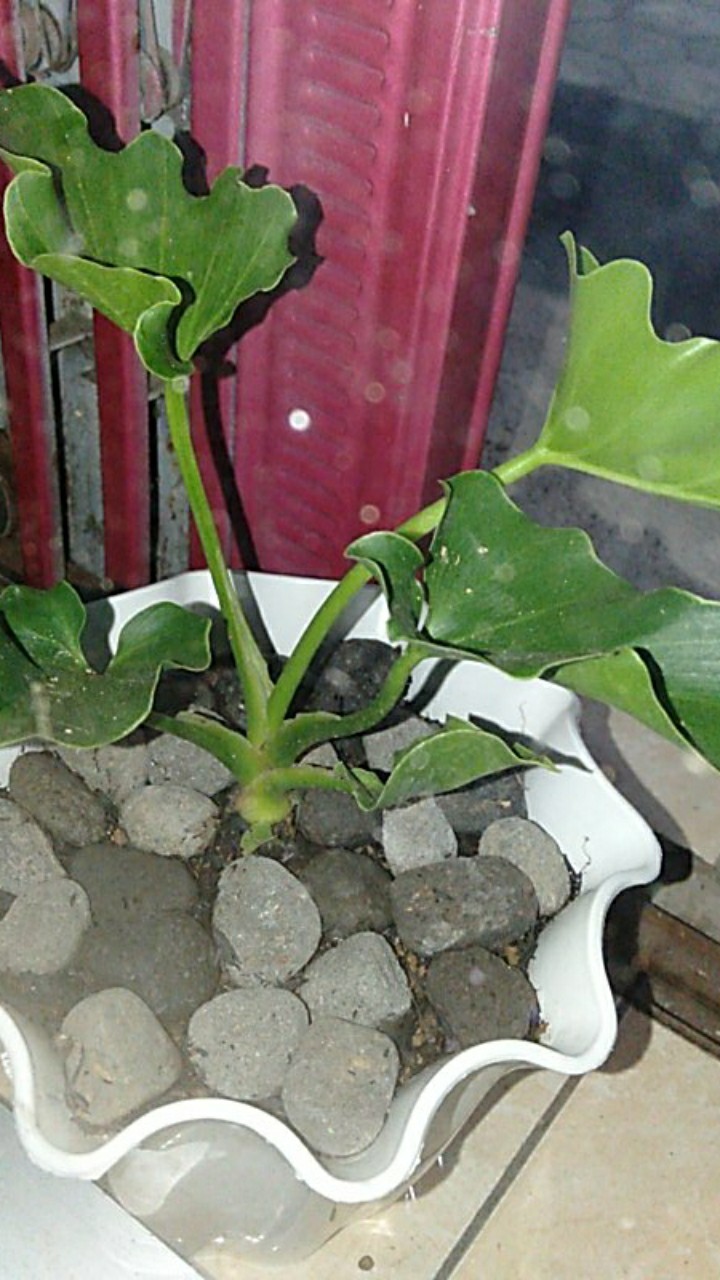 Philodendron Selloum/philodendron Jari/philodendron