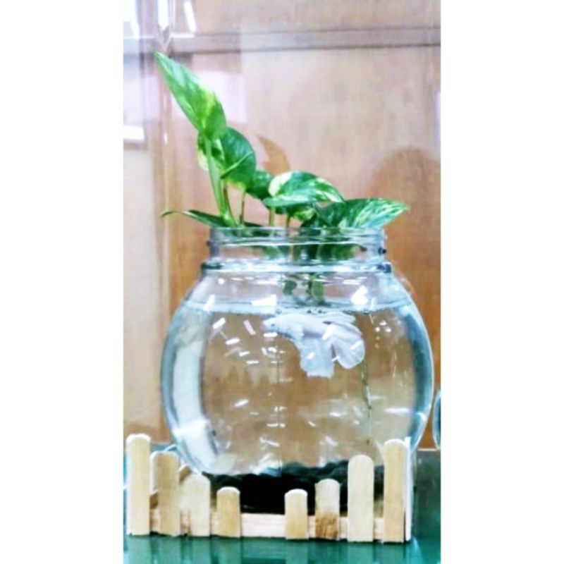 aquarium cupang bulat lucu unik free tanaman air