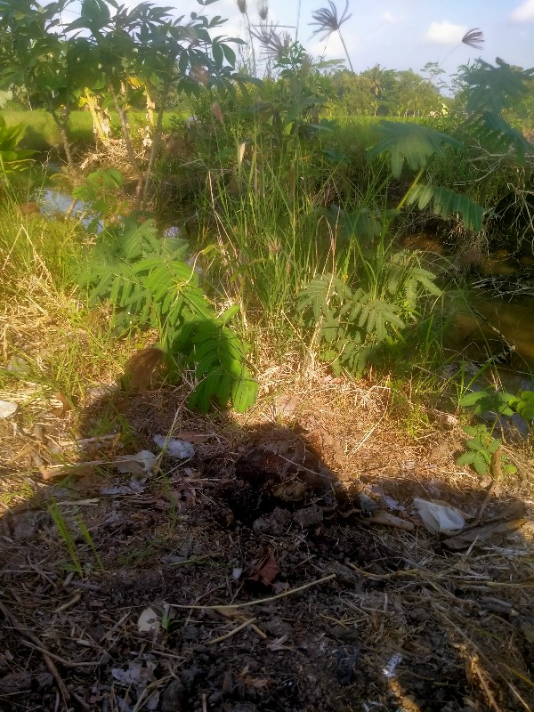 New Kemejapria Lengan Pendek 848vo Kemeja Pilot Pangkat Pdl Teknisi P Ke 4029yks Kemeja Batik Pria G