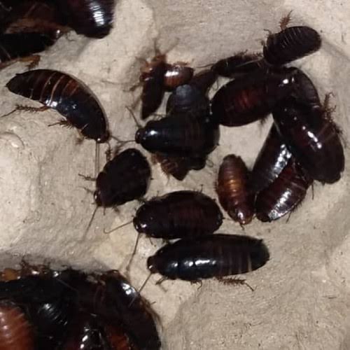 MAKANAN IKAN / PAKAN REPTIL ARWANA , LELE , LOUHAN, KURA KURA , GABUS , LANDAK , BAWAL , TOKEK DLL K