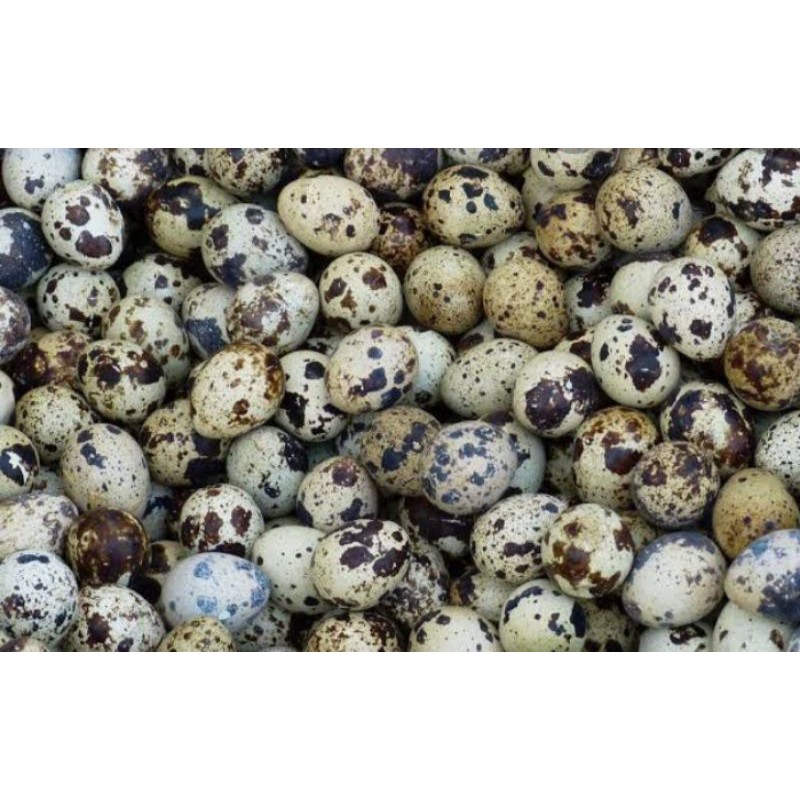 

telur puyuh rebus
