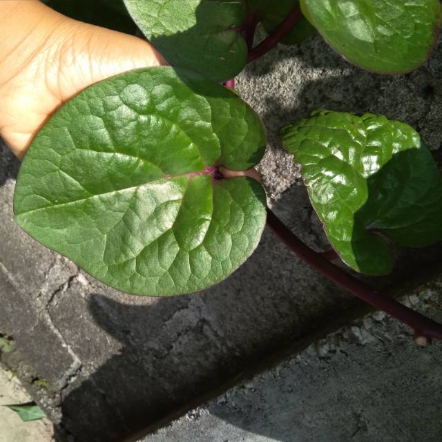 

Daun binahong merah ( genola ) segar
