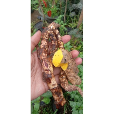 PAKET DLINGO BENGKLE SEGAR/ PANGLE SEGAR