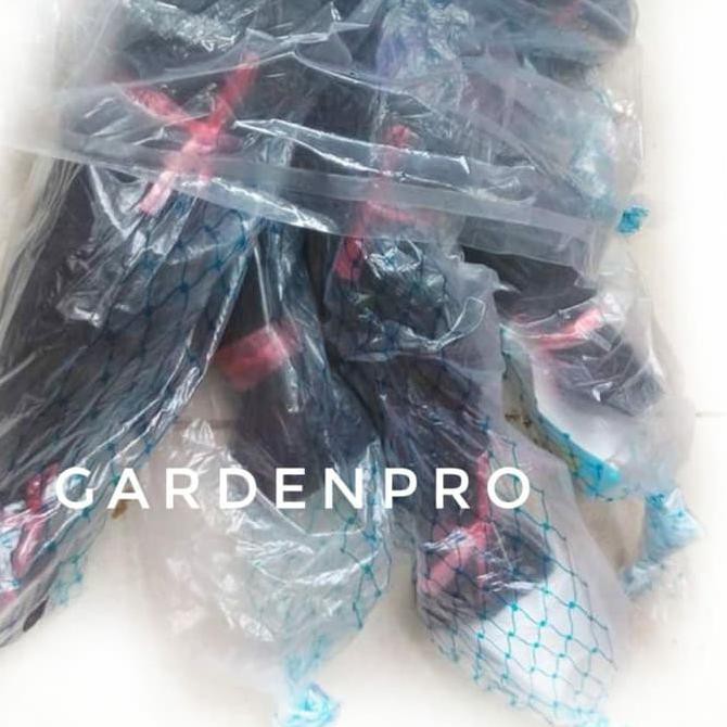 Makanan Burung Jaring Burung Pipit Ciblek Sawah Kecil Shopee