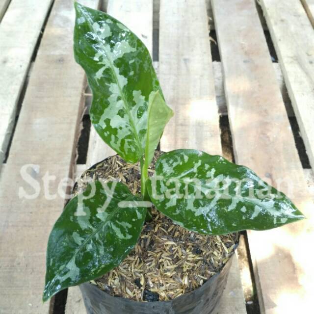 Tanaman hias aglaonema pictum - tanaman pot aglonema piktum langka