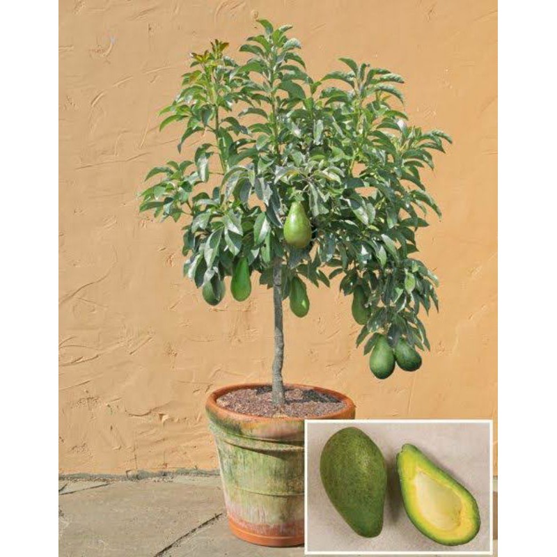 Obral ALIGATOR BIBIT ALPUKAT BIBIT ALPUKAT ALIGATOR TANAMAN BUAH ALPUKAT ALIGATOR PALING MANTUL