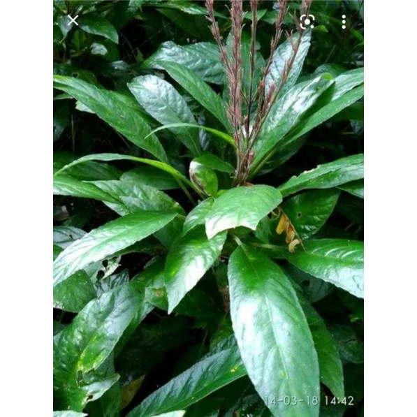 

Daun Reundeu segar 1 kg lalapan khas sunda