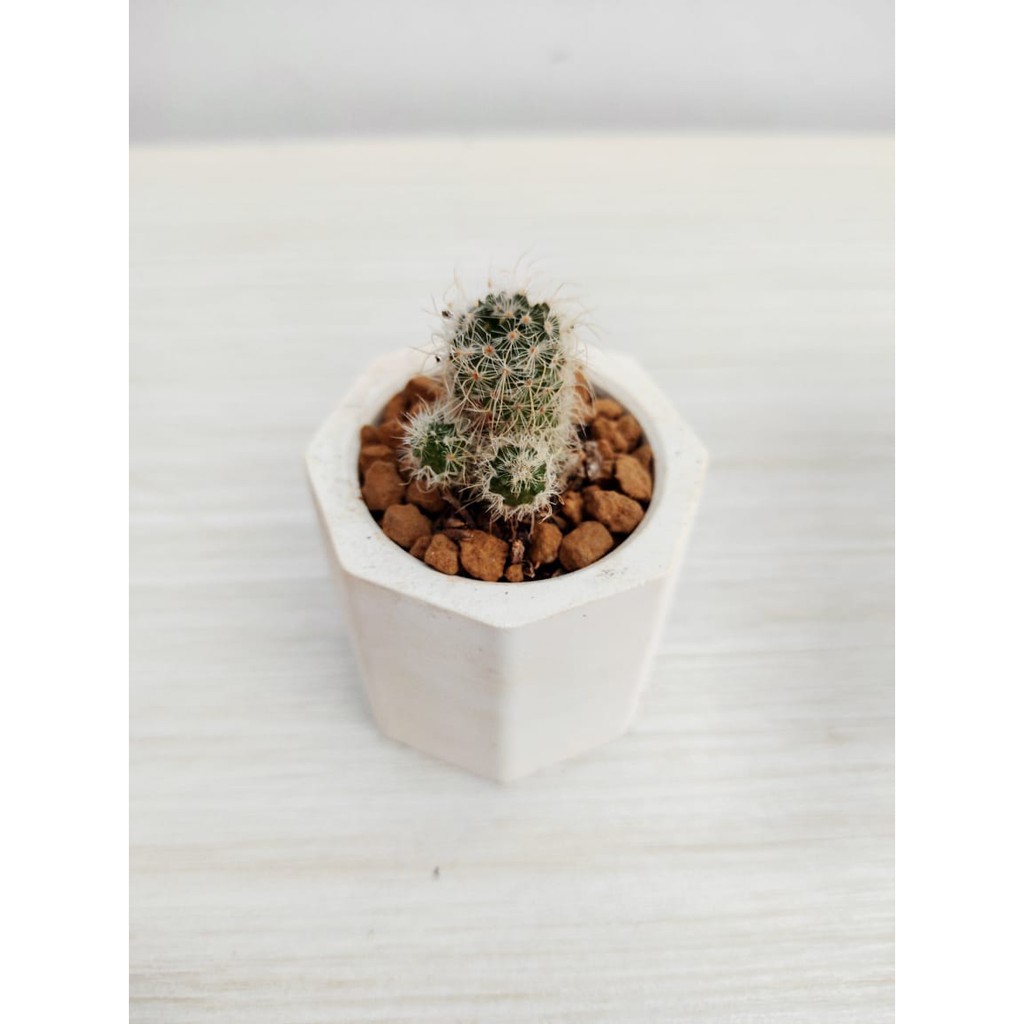 Kaktus Ownroot