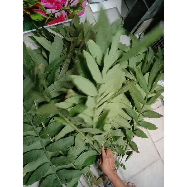 

herbal daun sungkai