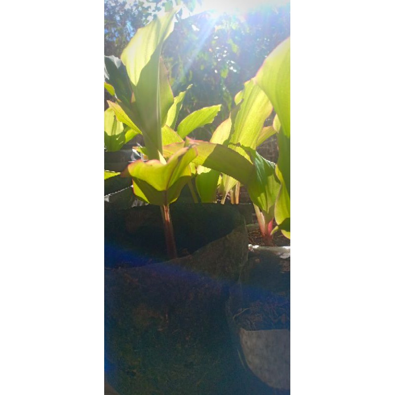 

Kunit hitam/ black ginger bukan temu hitam/temu ireng. Hasil semai dari rimpang kunyit hitam asli ya