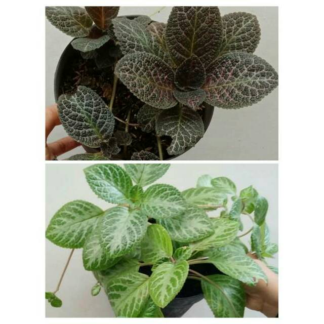 Tanaman hias gantung episcia - begonia daun