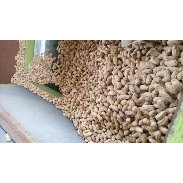 

kacang sangrai jr