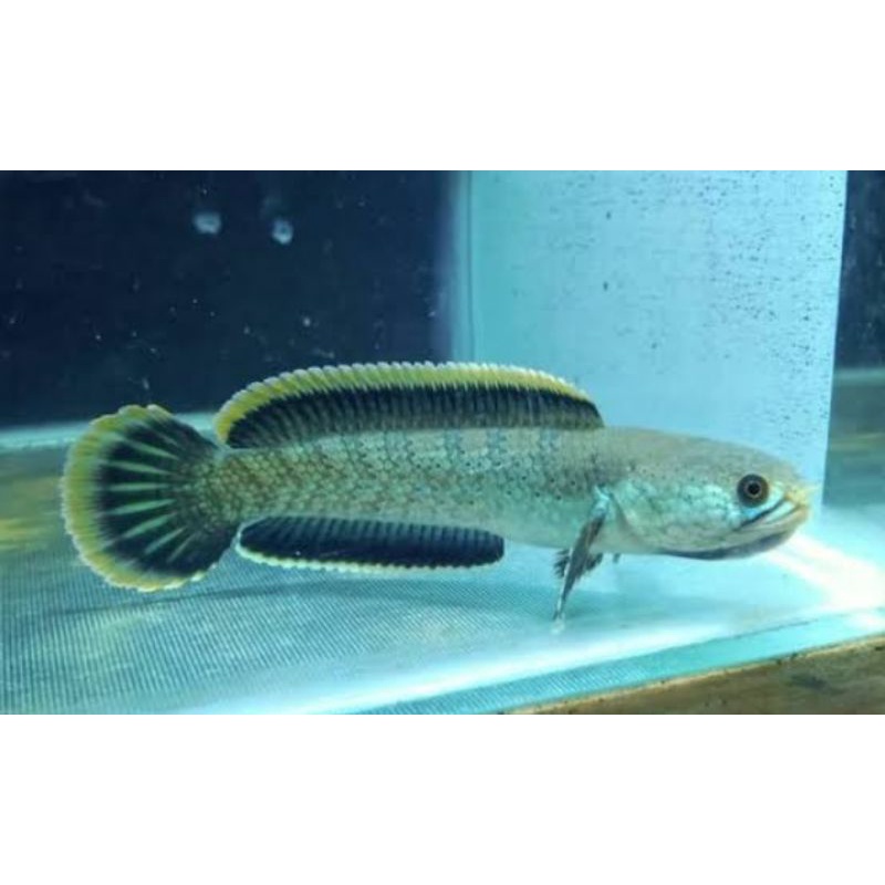 limbata cana spek kontes