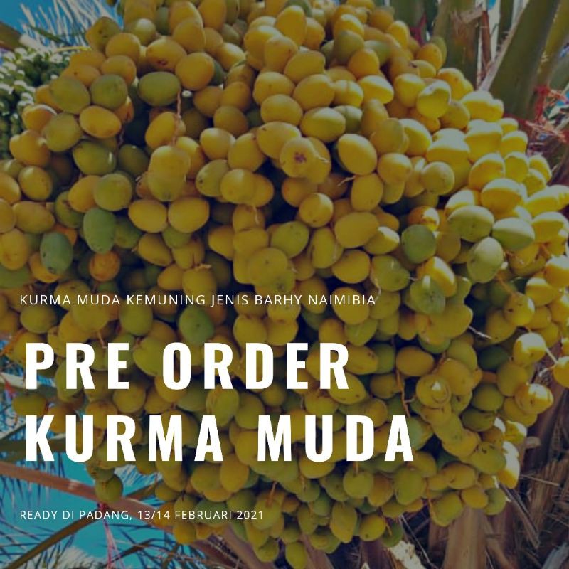 

Kurma Muda Netto 250gram