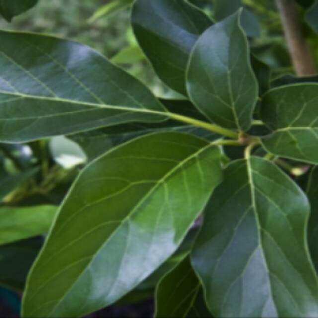 

Daun alpukat fres 500 grm
