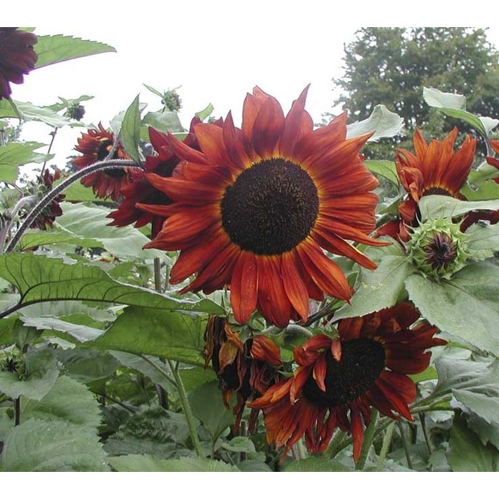 BENIH BUNGA SUNFLOWER VELVET QUEEN ECER 2 BIJI Bibit bunga matahari merah import f1 Mr Fothergills