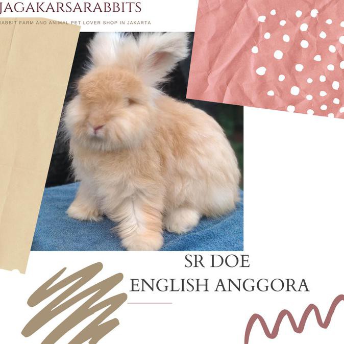 BEST SALE Kelinci English Anggora Betina 1th