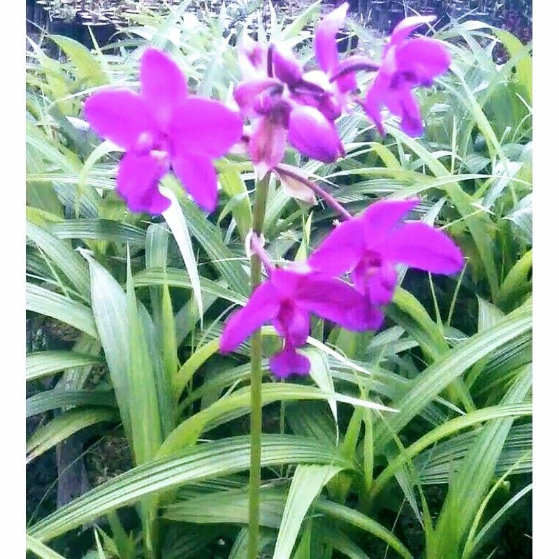 Anggrek Tanah Ungu