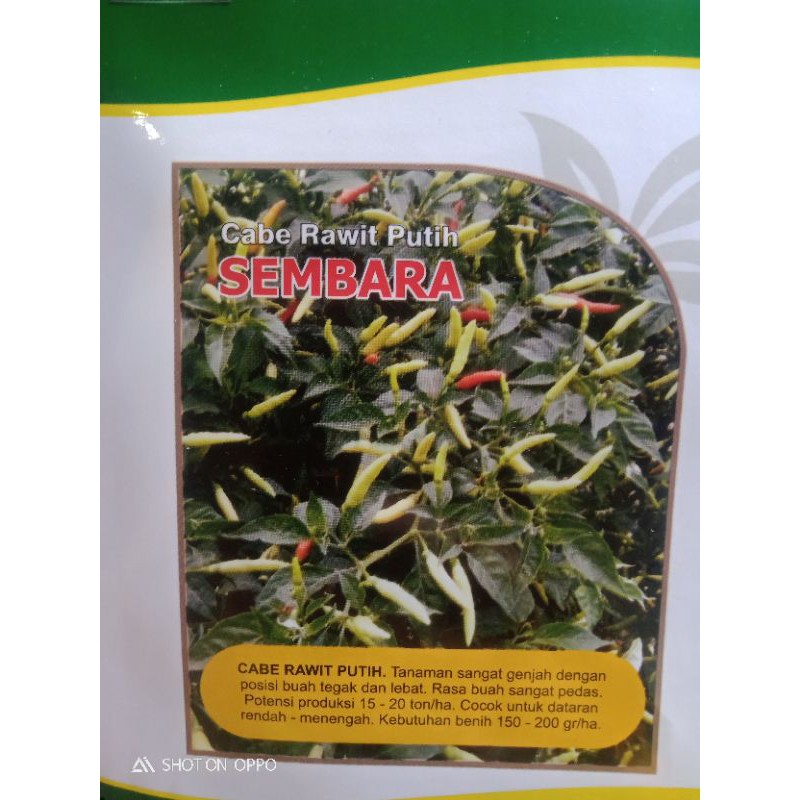 

cabe rawit sembara