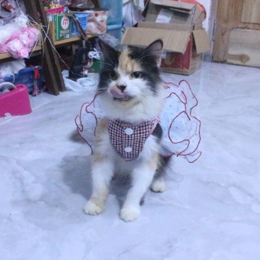 Dress tutu princess #364 lucu untuk kucing dan anjing / baju kucing murah size S M L XL