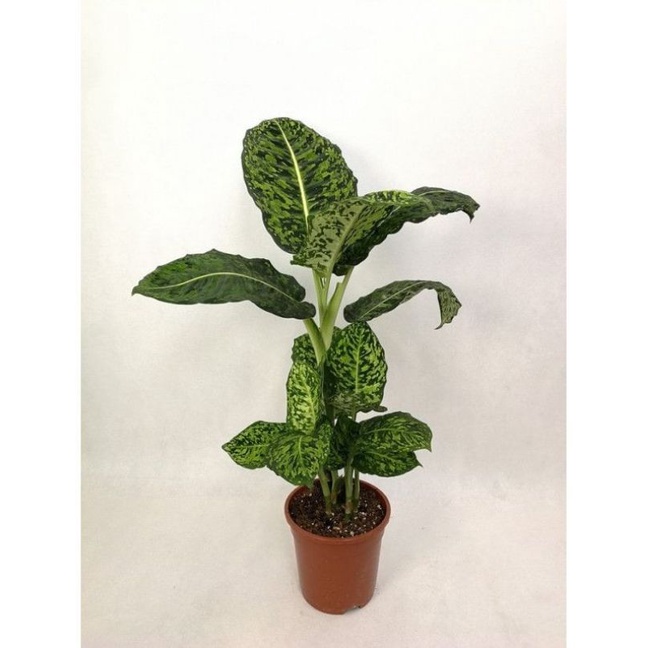 tanaman hias difenbacia reflector