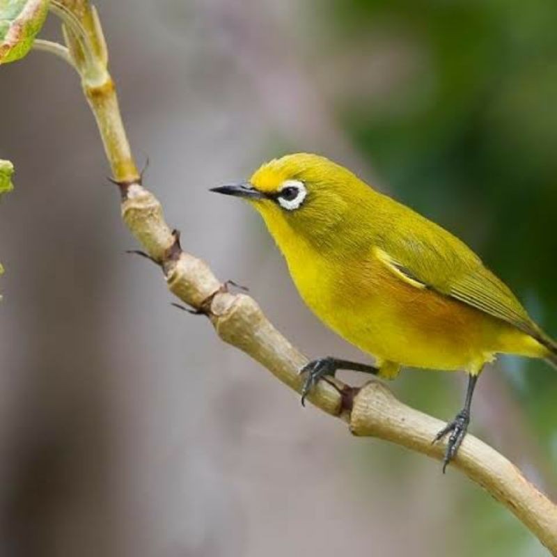 Jual Burung P l e c i Dakun Madura | Shopee Indonesia