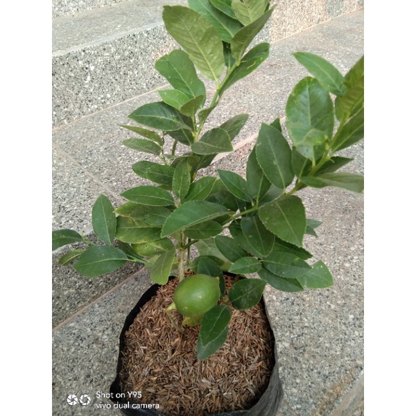 BIBIT LEMON CALIFORNIA BERBUAH MURAH bibit jeruk lemon California calivornia