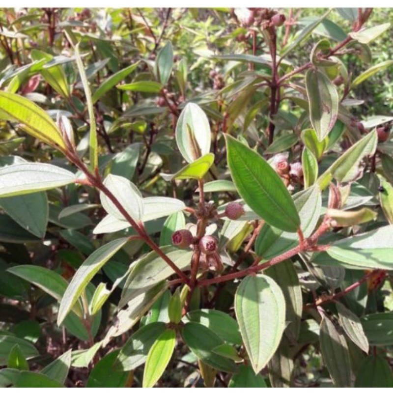 

Daun senggani atau senduduk segar 500gram