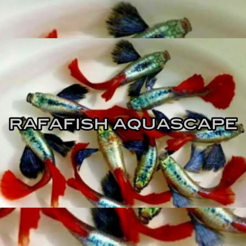 

ikan guppy prtde 1pasang ll ikan aquascape ll ikan hias