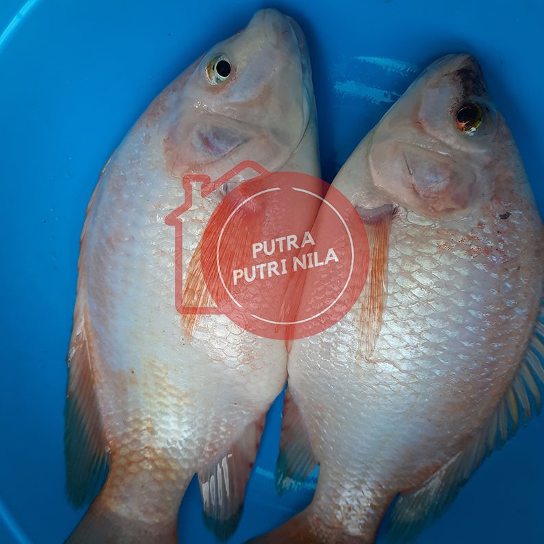 

Ikan Nila Merah Konsumsi Cibinong