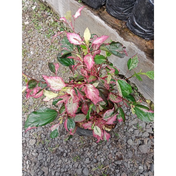 bunga sepatu variegata